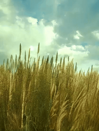 64x360p_3_4_0-1-ezgif.com-video-to-gif-converter