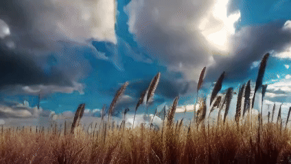 sample_16x240x426_8-ezgif.com-video-to-gif-converter